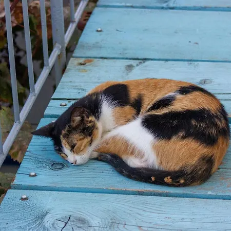 Himara Hostel Hostel Χειμάρρα